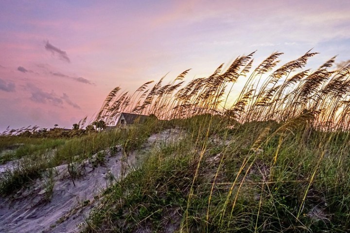 a herd of sheep standing on top of a grass covered field