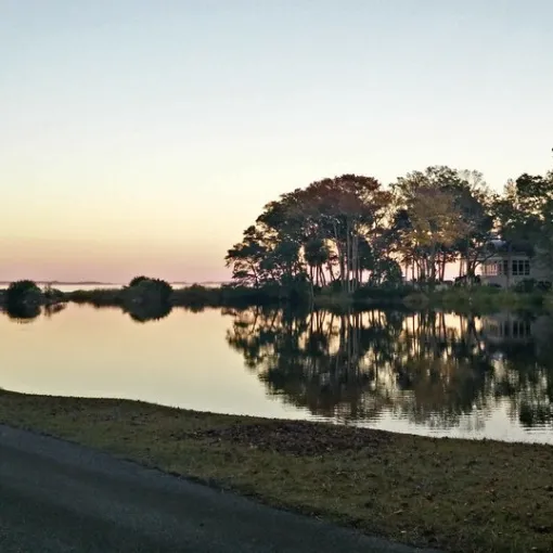 a tree next to a body of water